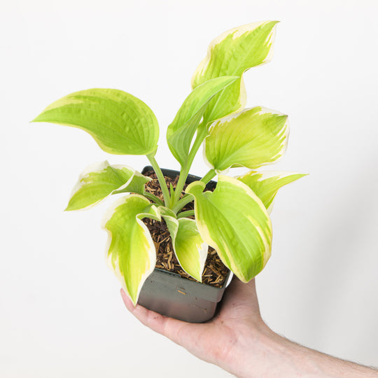 Hosta 'Delta Dawn'