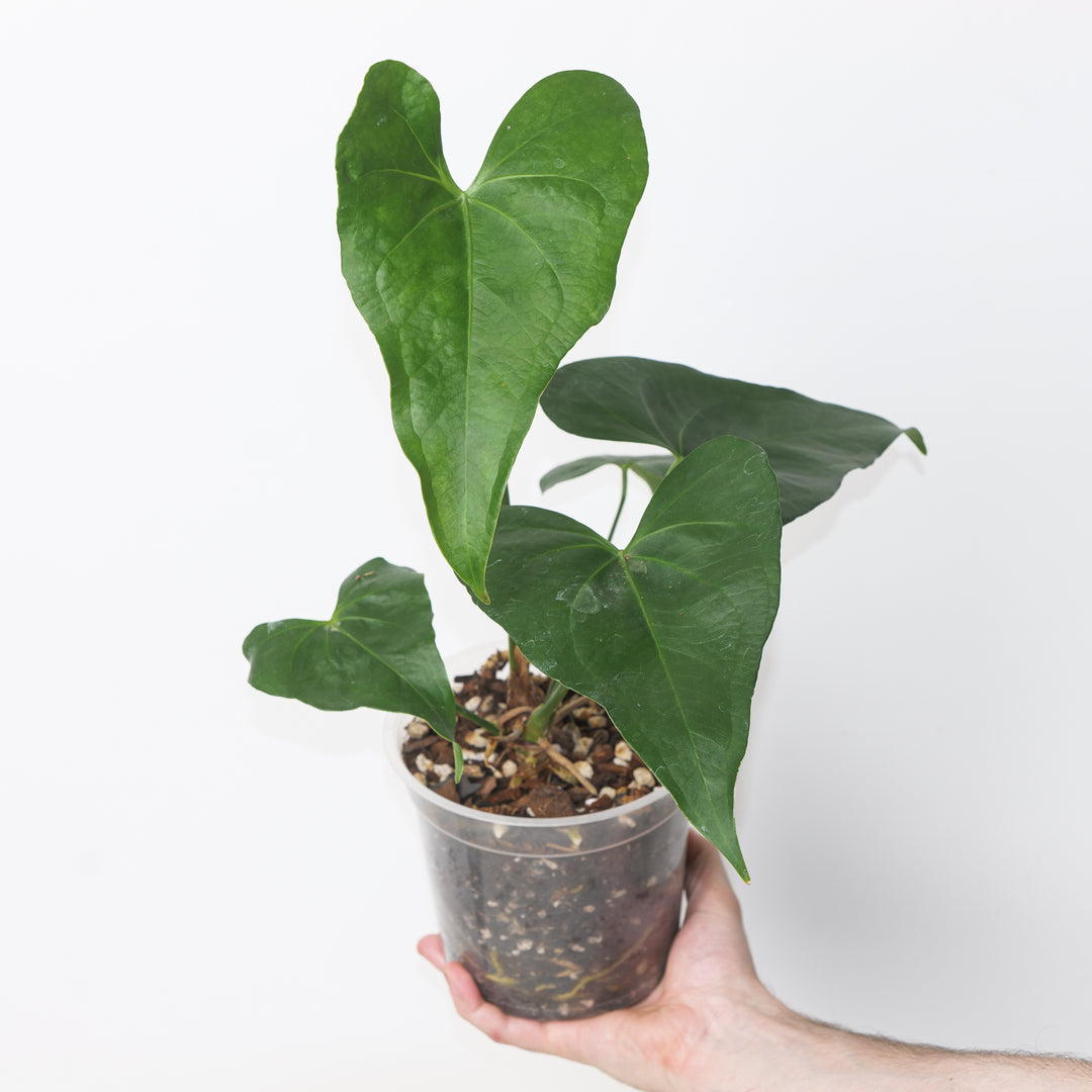 Anthurium 'Delta Farce' 15cm A1 Plants GrowTropicals