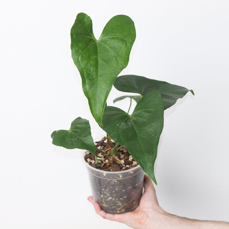 Anthurium 'Delta Parian' 15cm A1 Plants GrowTropicals