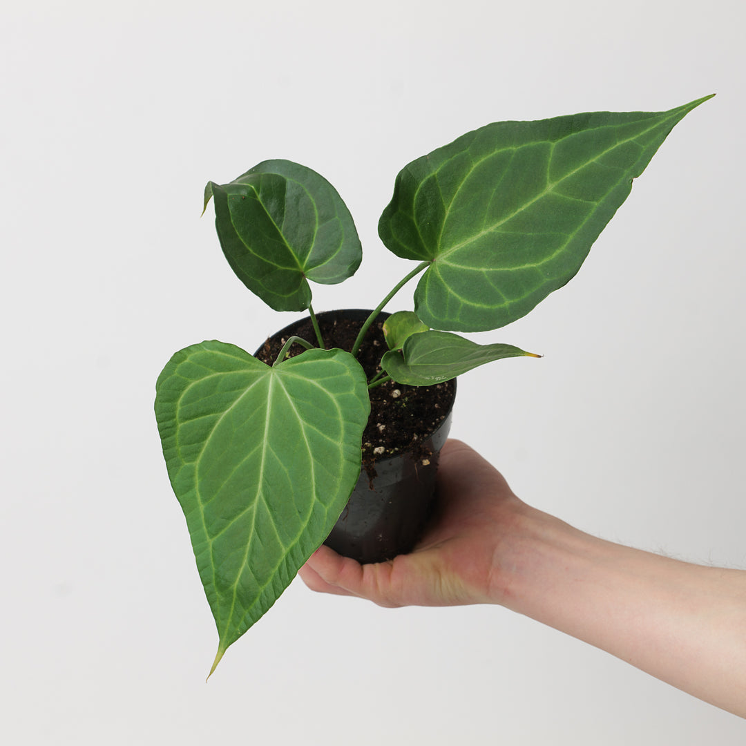 philodendron delta force Anthurium Delta Force
