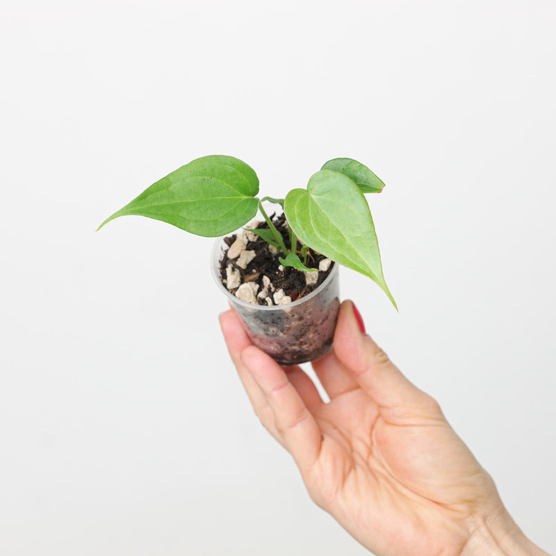 Anthurium 'Delta Force' — 6cm