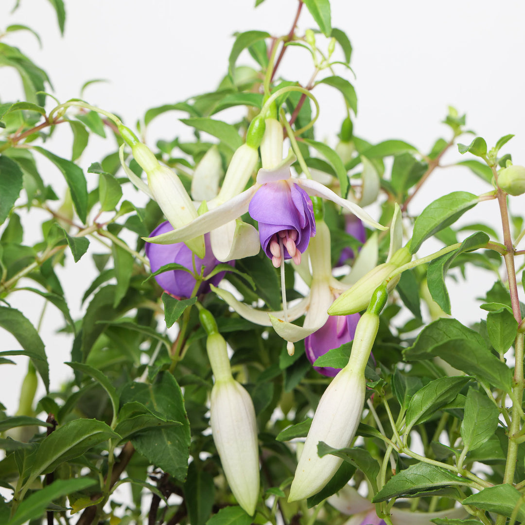 Fuchsia Delta's Sarah