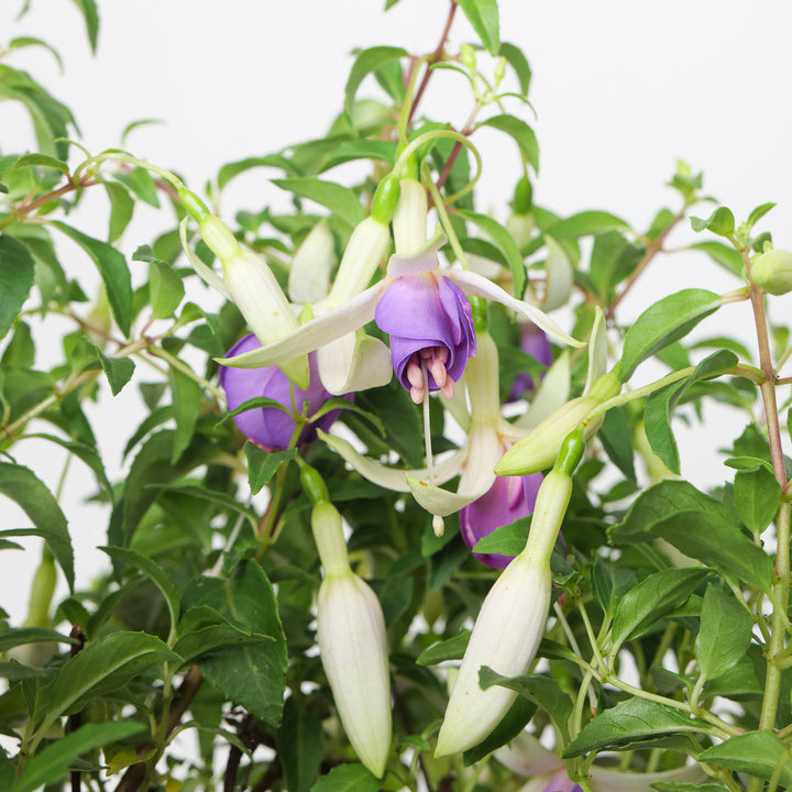 Fuchsia Delta's Sarah