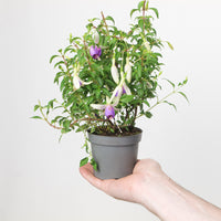 Fuchsia Delta's Sarah