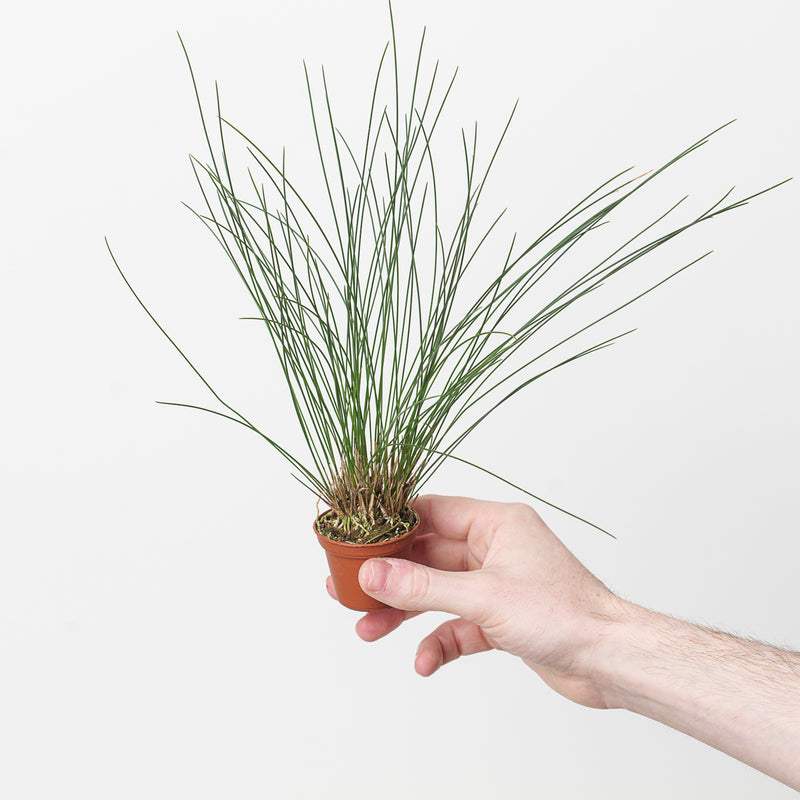 Dendrochillum tenellum 'Grass Orchid' Plants GrowTropicals