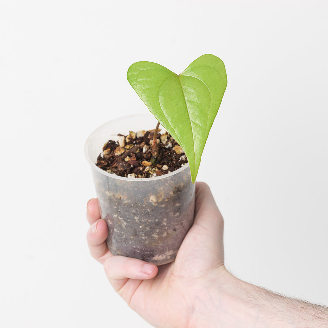 anthurium diabloense Anthurium diabolense | Plants