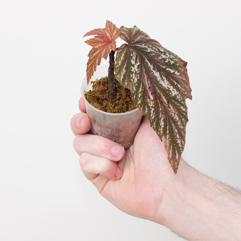 Begonia diadema — 6cm