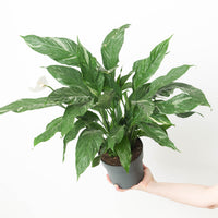 Spathiphyllum Diamond