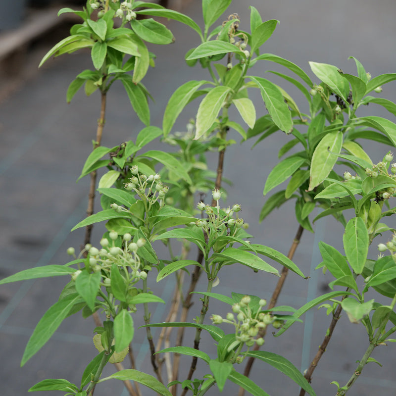 Dichroa daimingshanensis 'Guiz 48' Plants - Outdoor GROW TROPICALS