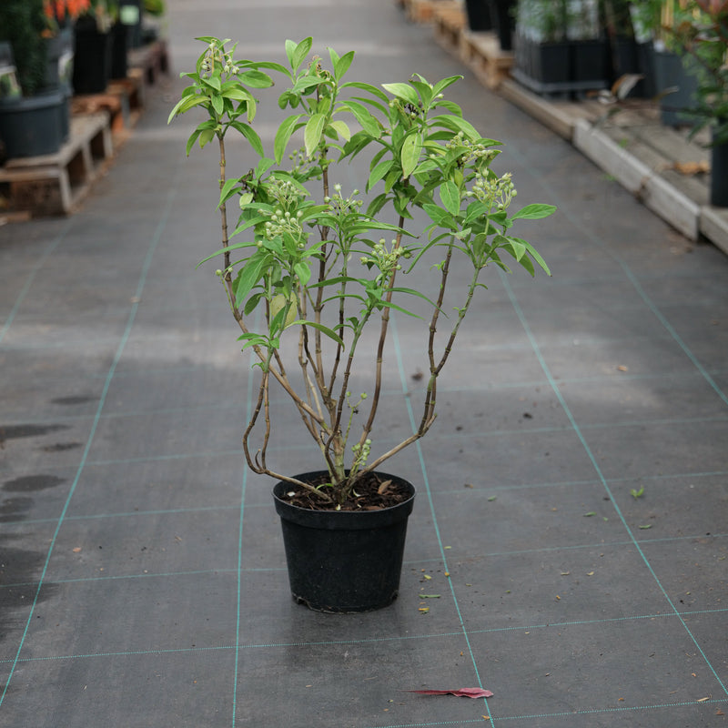 Dichroa daimingshanensis 'Guiz 48' 17cm / 2L Plants - Outdoor GROW TROPICALS