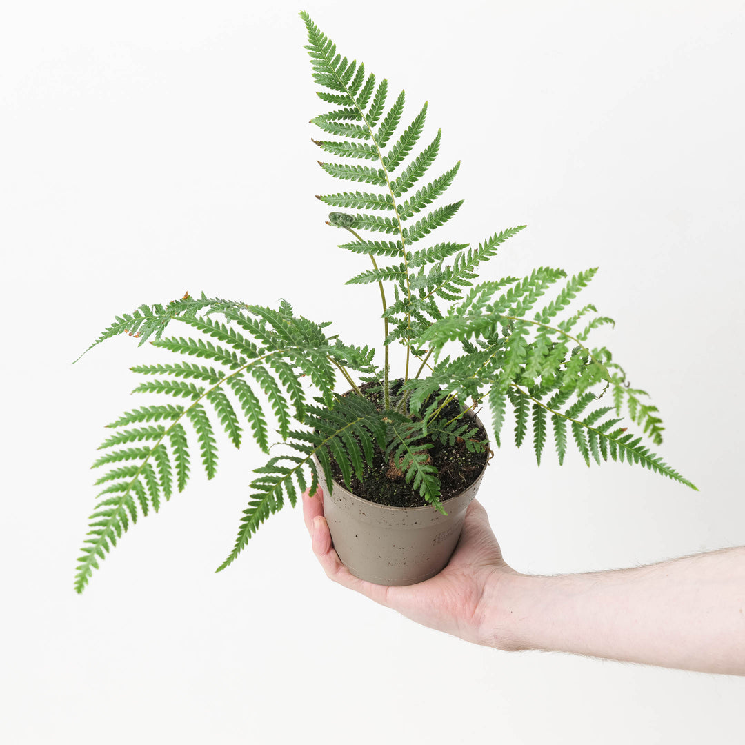 Dicksonia antarctica | Tree Fern - GROW TROPICALS