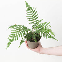 Dicksonia antarctica | Tree Fern