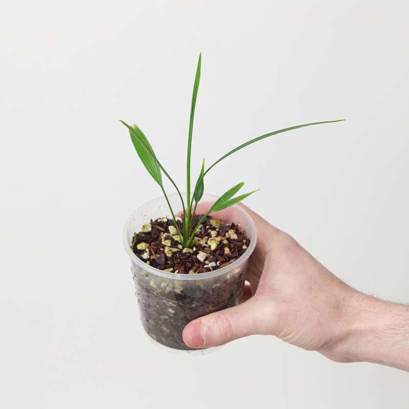 Dicranopygium stenophyllum Plants GrowTropicals