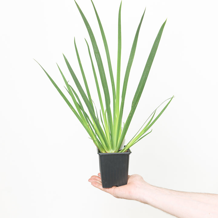 Dietes grandiflora 9cm / 0.5L Plants - Outdoor GROW TROPICALS