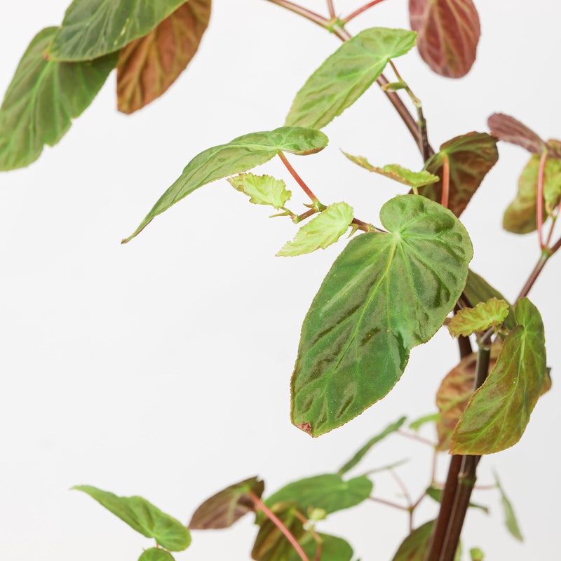 Begonia dietrichiana Plants GrowTropicals