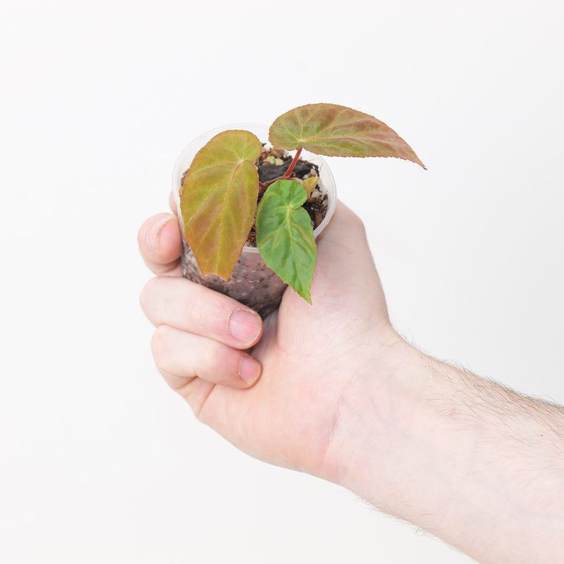 Begonia dietrichiana — 6cm