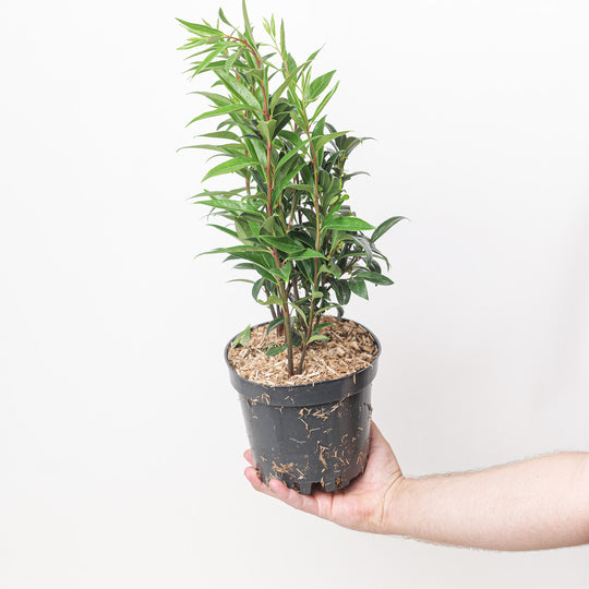 Sarcococca hookeriana var. digyna Plants - Outdoor GROW TROPICALS
