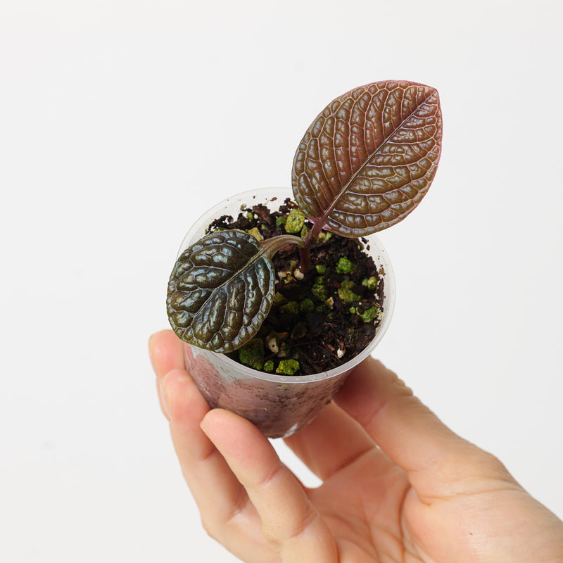 Labisia sp. Dinosaur Plants GrowTropicals
