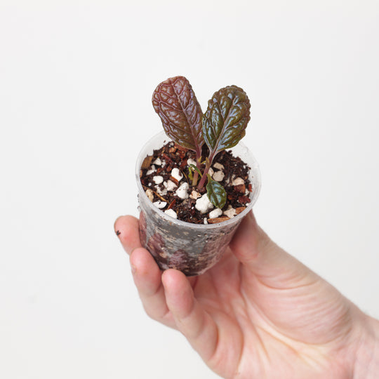 Labisia sp. Dinosaur 6cm Plants GrowTropicals