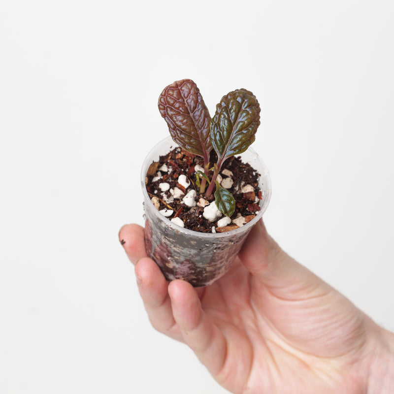 Labisia sp. Dinosaur — 6cm