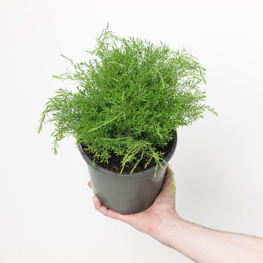 Diosma hirsuta 'Pink Fountain' Plants - Outdoor GROW TROPICALS