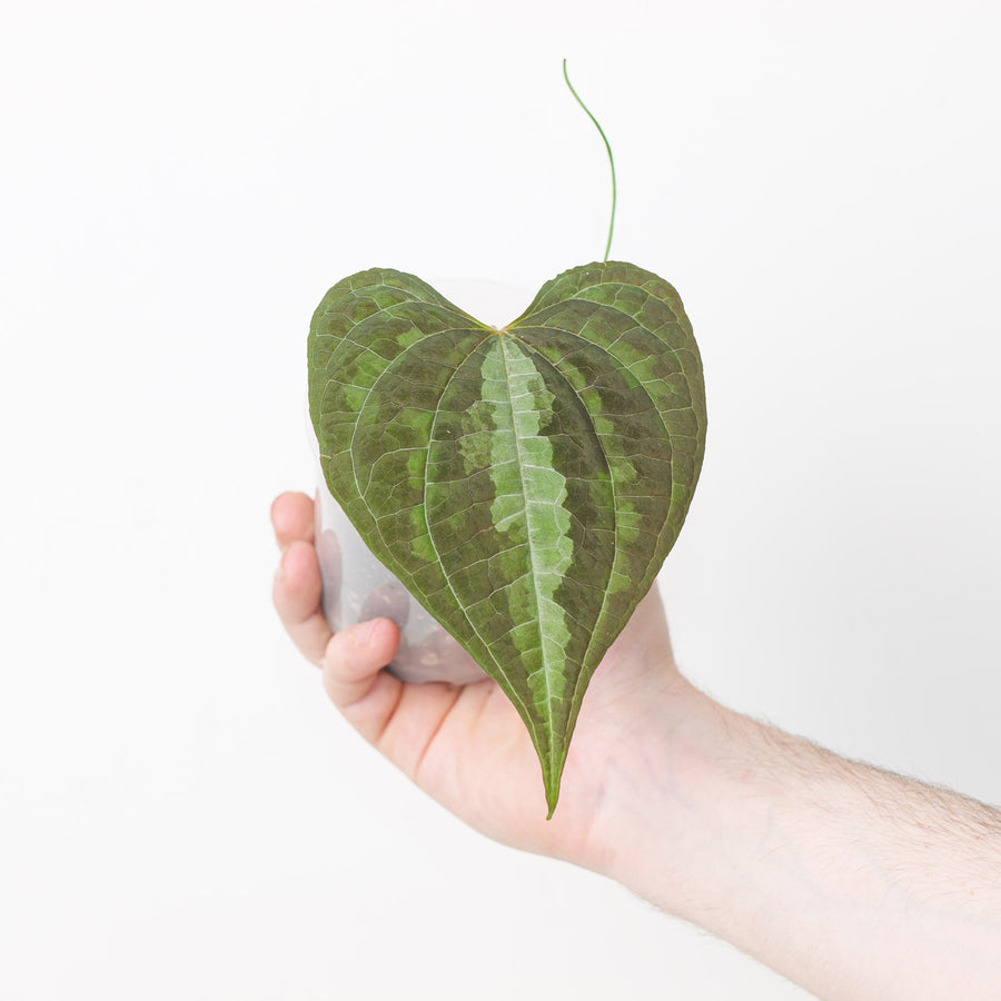 Dioscorea discolor Plants GrowTropicals