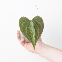 Dioscorea discolor