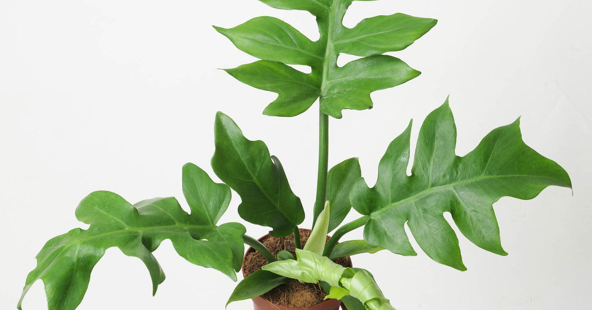 philodendron distantilobum mature Philodendron distantilobum 'Wide Form' | Plants