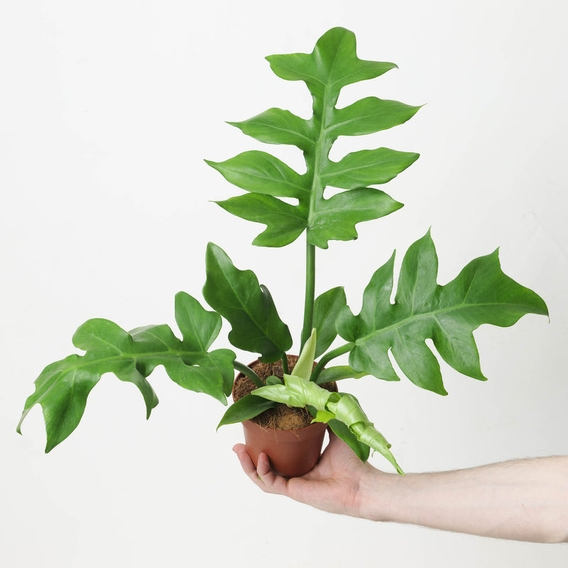 Philodendron distantilobum ‘Wide Form' Plants GrowTropicals
