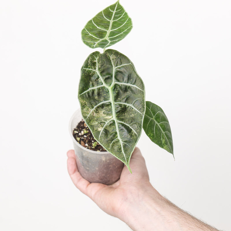 Alocasia watsoniana 'Doff' Variegated Plants GrowTropicals
