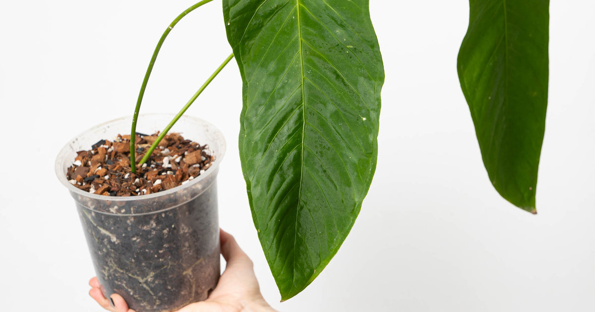 Anthurium dolichostachyum | Plants
