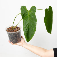 Anthurium dolichostachyum