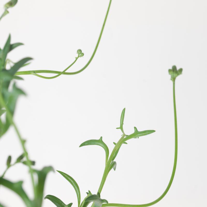 Senecio peregrinus ‘String of Dolphins' Plants GrowTropicals