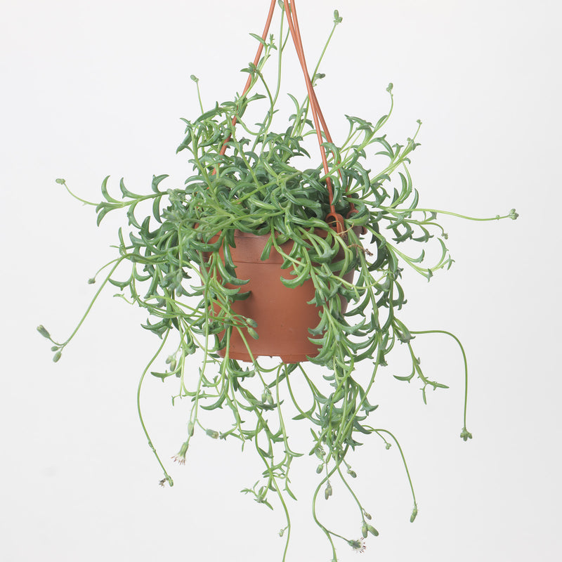 Senecio peregrinus ‘String of Dolphins' Plants GrowTropicals
