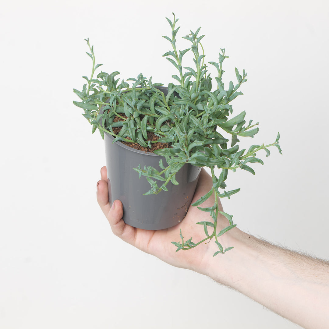 Senecio peregrinus ‘String of Dolphins' 12cm Plants GrowTropicals