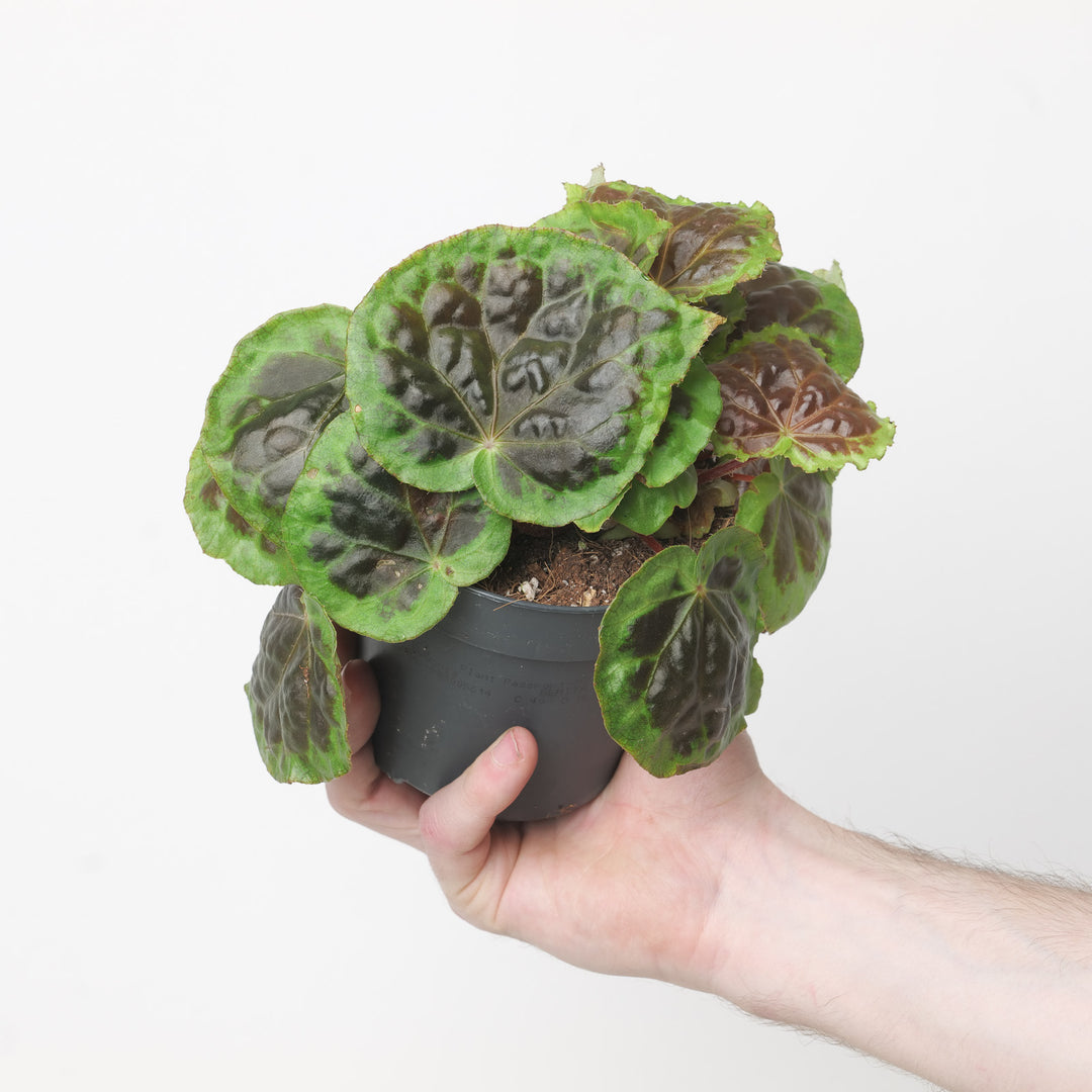 Begonia dongoranensis Plants GrowTropicals