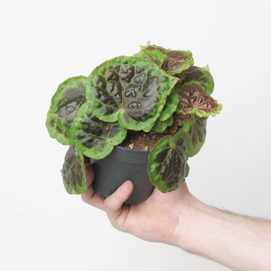 Begonia dongoranensis Plants GrowTropicals