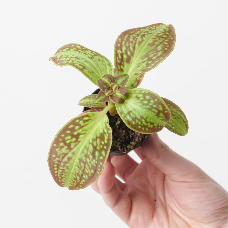Sonerila dongii 'Vietnam' Plants GrowTropicals