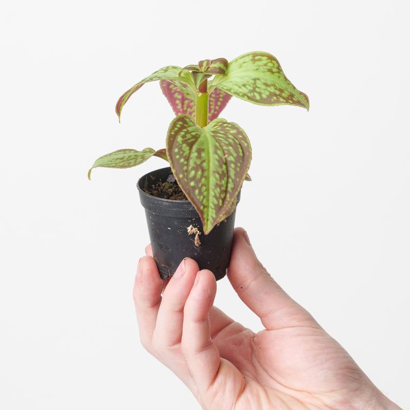 Sonerila dongii 'Vietnam' — 7cm