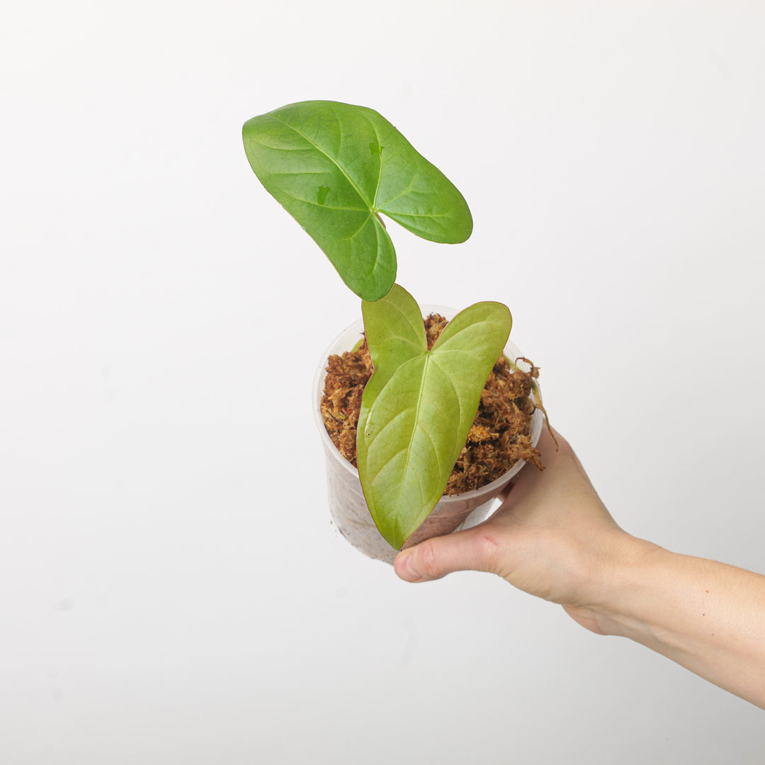 Anthurium 'Donnie Darko' 12cm Clone GrowTropicals