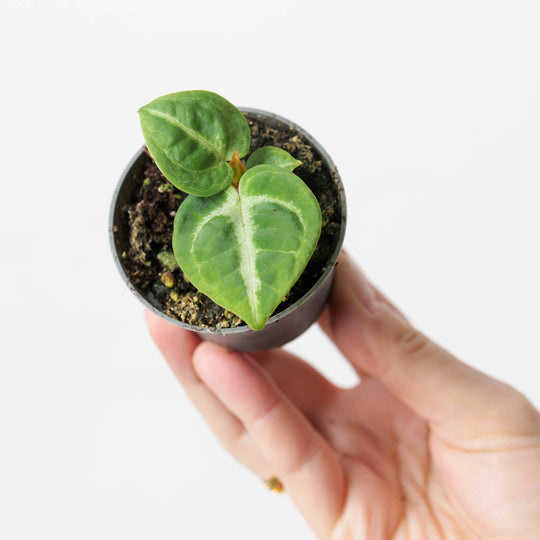 Anthurium 'Dorayaki' 6cm Plants GrowTropicals