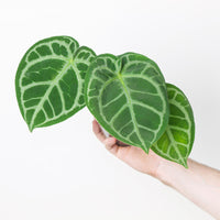 Anthurium 'Dorayaki' x Red Crystallinum