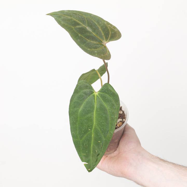 Anthurium Dark Phoenix x Goliath 9cm #1 Plants GrowTropicals