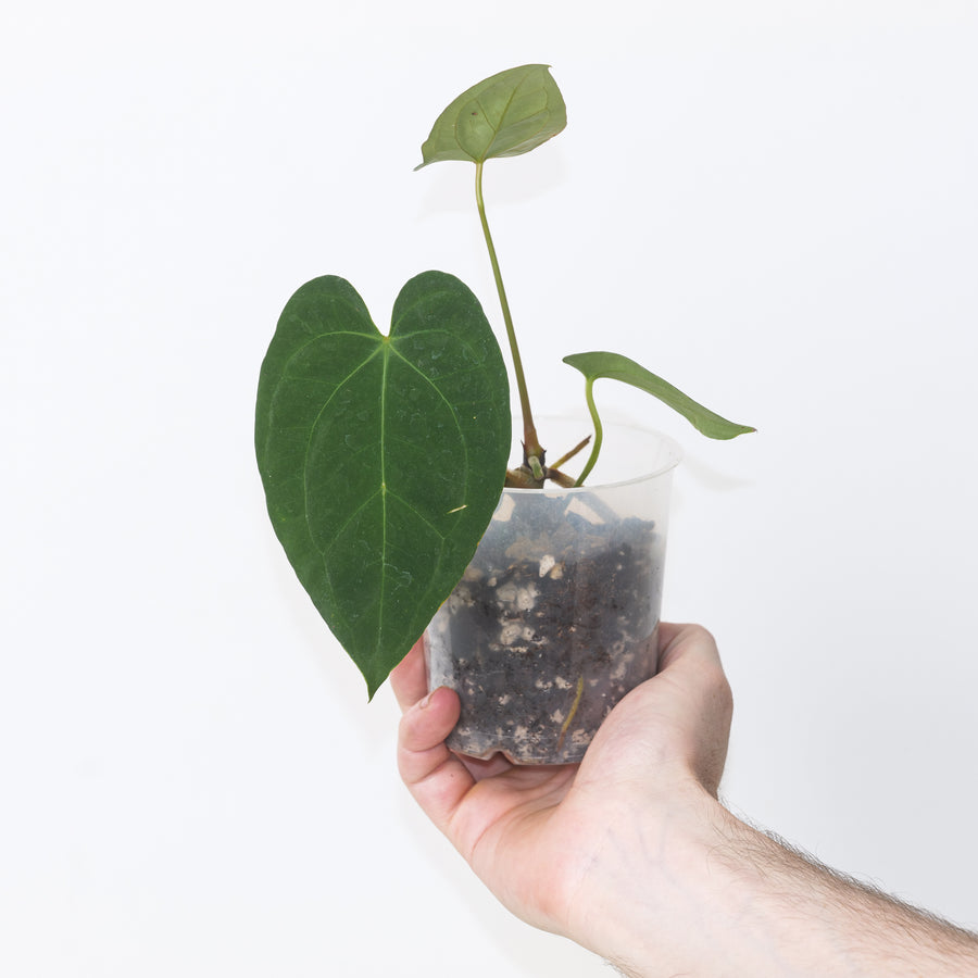 Anthurium Dark Phoenix x papililaminum Plants GrowTropicals