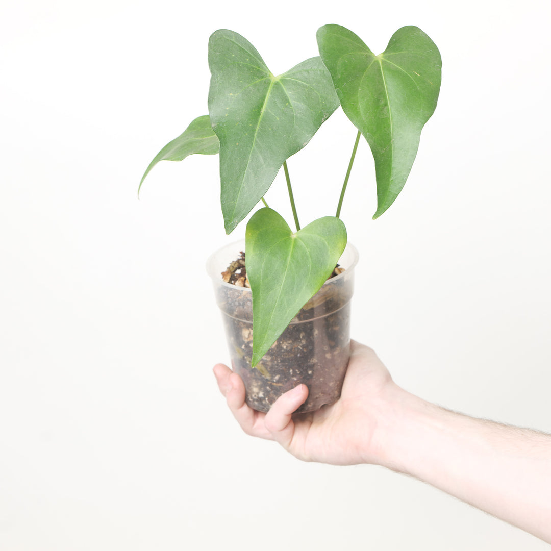 Anthurium (Clarinervium x Pterodactyl) x Clarinervium 12cm / #7 Plants GrowTropicals