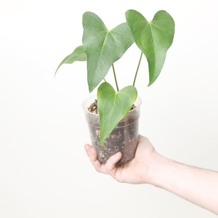 Anthurium (Clarinervium x Pterodactyl) x Clarinervium 12cm / #7 Plants GrowTropicals