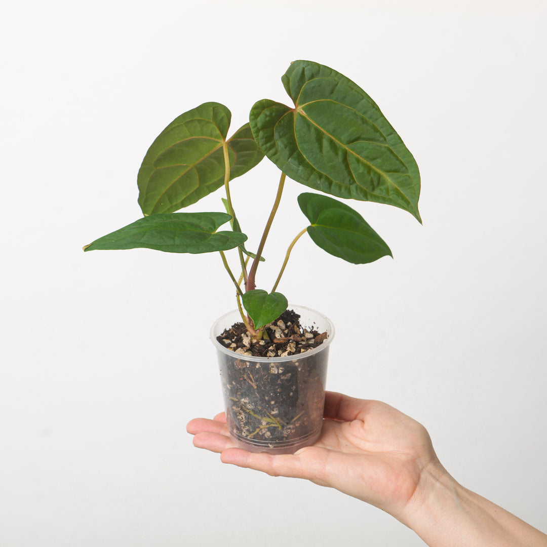 Anthurium Dark Phoenix x Goliath Plants GrowTropicals