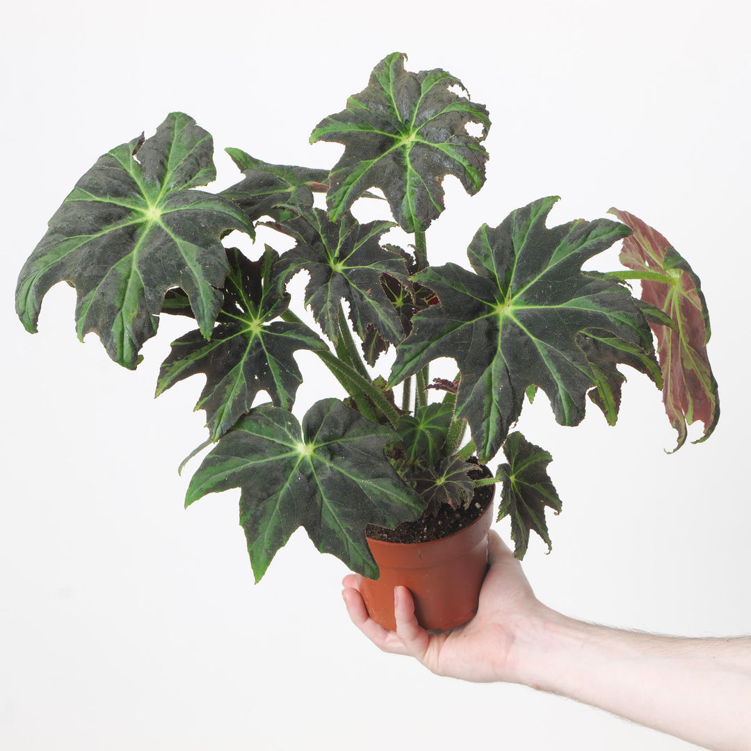 Begonia heracleifolia 'Draco' Plants GrowTropicals