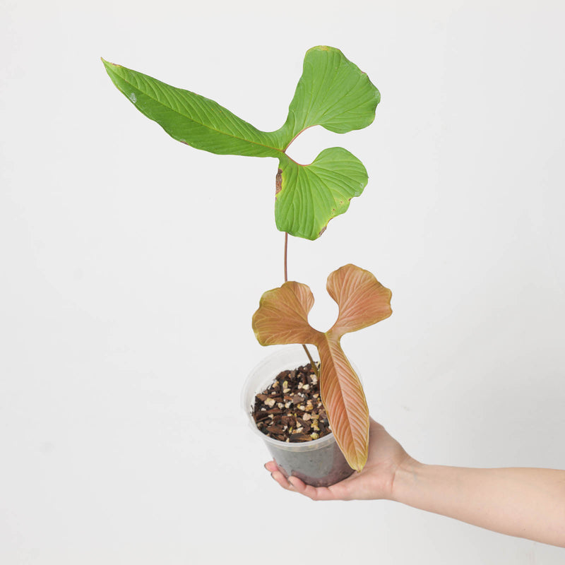 Anthurium draconopterum 15cm Plants GrowTropicals