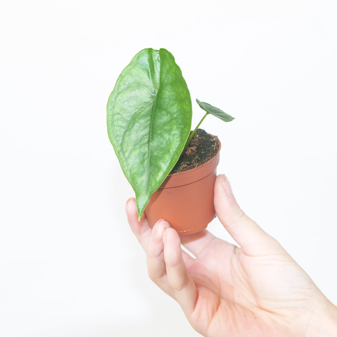 Alocasia heterophylla 'Dragon's Breath' 6cm Plants GrowTropicals